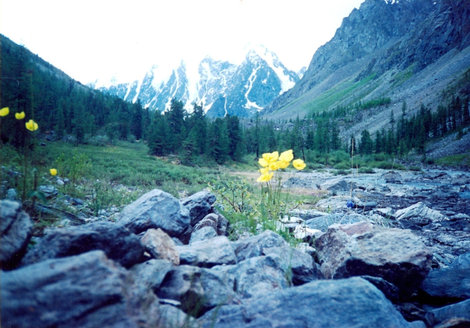 цветочки у подножья горы Республика Алтай, Россия