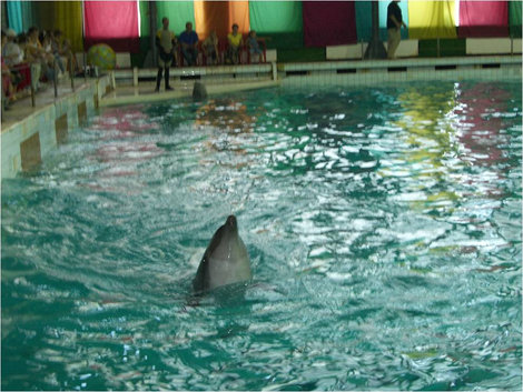 Дельфин Санкт-Петербург, Россия
