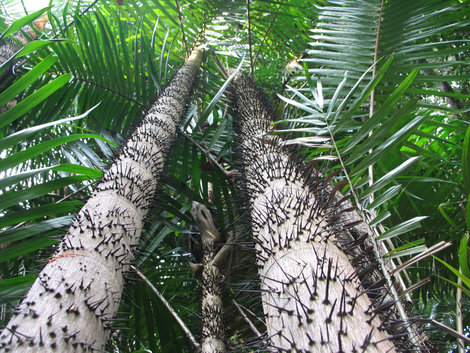 Волосатые пальмы в Ботаническом саду Сингапур (город-государство)