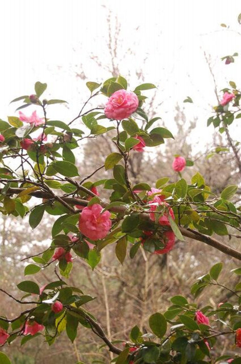 Розовая пена камелий Сухум, Абхазия