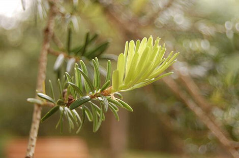 Кетелеерия — растение семейства хвойных, и весна у нее уже в разгаре Сухум, Абхазия