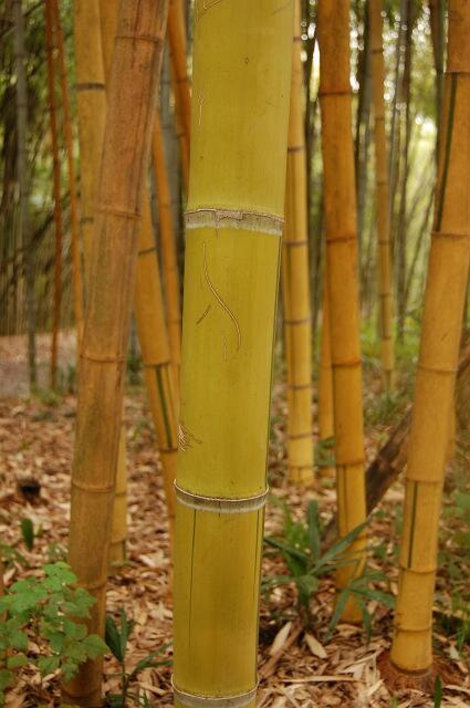 Плантация огромных размеров бамбука желтого Сухум, Абхазия