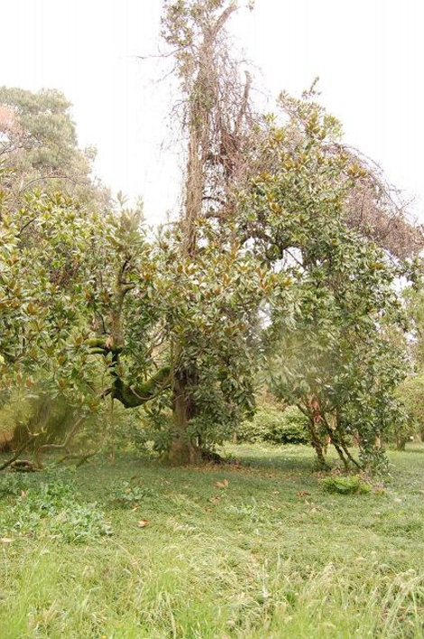 Одно из старейших деревьев магнолии крупноцветковой Сухум, Абхазия