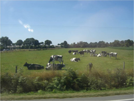 Коровы Франция