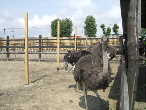 На страусиной ферме Геленджик, Россия