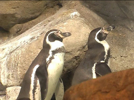 Пингвинчики Барселона, Испания