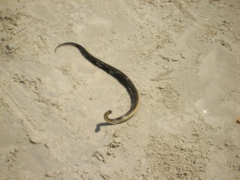 Змея, выползшая позагорать Лангкави остров, Малайзия