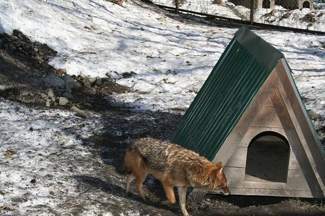 Зимуют звери каждый в своем домике Сочи, Россия
