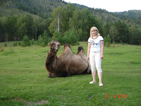 я с верблюдом Республика Алтай, Россия