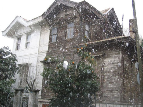 Странное зрелище — мандариновое дерево, обнесенное снегом Стамбул, Турция