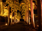 Пальмовая аллея перед холлом отеля