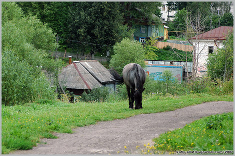 Привязанная лошадь (цепи не видно) Мышкин, Россия