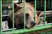 Зоолегенда города Ярославля — медведица Маша.