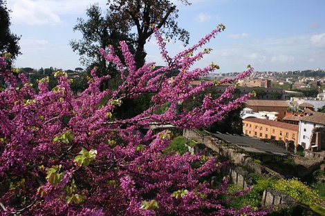 Палатин - цветущий сад Рим, Италия