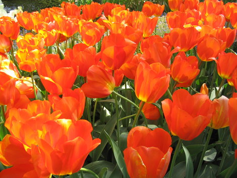 Парк цветов Кёкенхов Кёкенхоф, Нидерланды