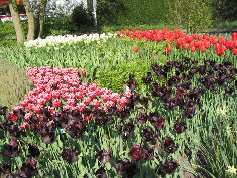 Тюльпаны Кёкенхоф, Нидерланды