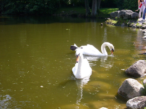 Лебеди в парке. Паланга, Литва