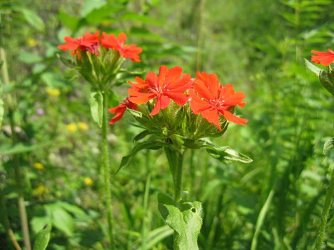 цветочек горный Республика Алтай, Россия