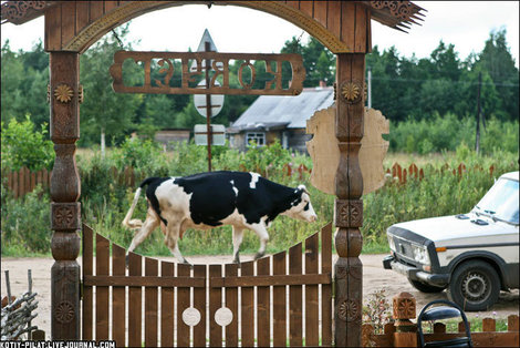 По улицам коров водили Тверская область, Россия