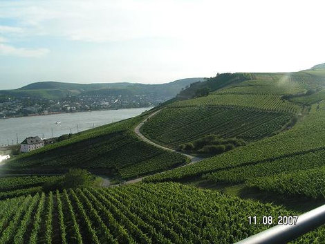 Рейнские виноградники Рюдесхайм-на-Рейне, Германия