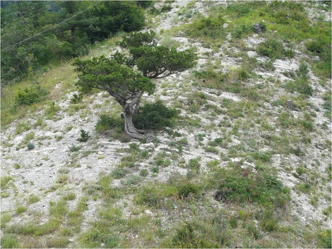 Приглянувшееся дерево внизу Геленджик, Россия
