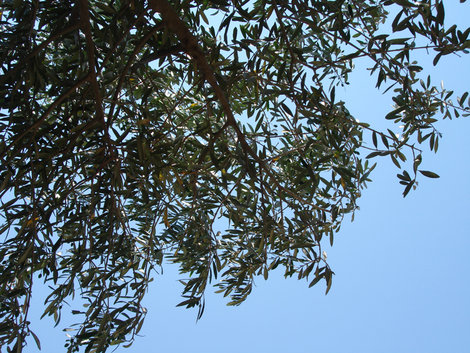 Оливковое дерево Греция