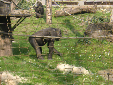 Зоопарк Будапешта Будапешт, Венгрия