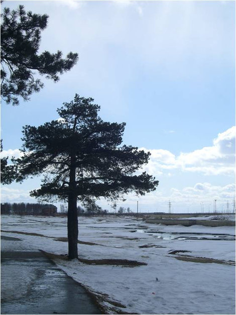 Одинокое дерево Сургут, Россия