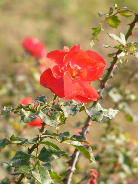 Розы в саду непрерывного цветения Сочи, Россия