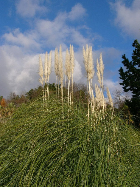 Кортадерия, или пампасская трава Сочи, Россия
