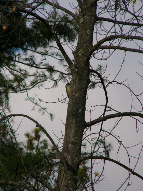 На сосне можно заметить редкую птицу — зеленого дятла Сочи, Россия