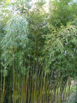 Бамбуковые дебри