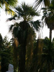 Пальмы вашингтонии