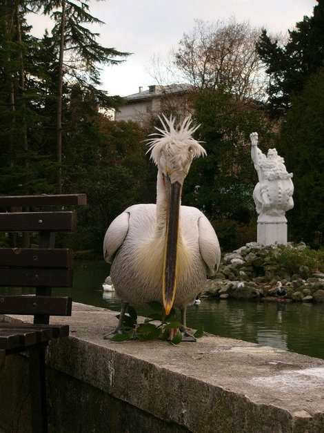 Секс-символ парка — пеликан Саша, муж Маши Сочи, Россия