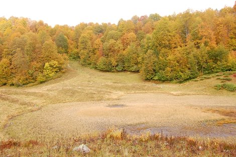 Большинство озер Хмелевского заболочены, в окрестностях этого озера водятся грибы-веселушки Сочи, Россия