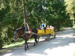 Катание на лошади в Павловском парке.