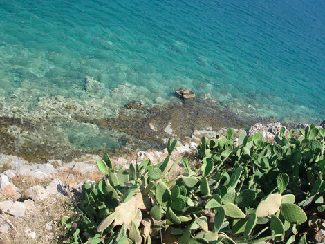 Кактусы на берегу Остров Крит, Греция