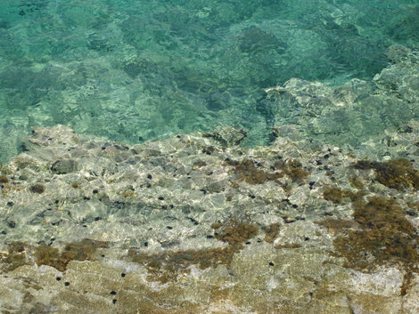 Колония морских ежей Остров Крит, Греция