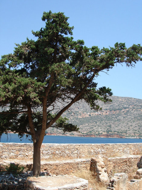 Одинокое дерево Остров Крит, Греция