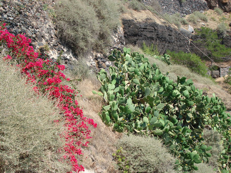 Жизнь — это цветы и шипы Остров Крит, Греция