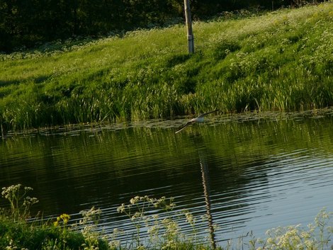 Речная чайка на бреющем полете Суздаль, Россия