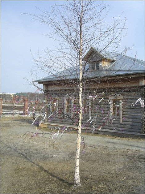 Дерево в ленточках Сургут, Россия