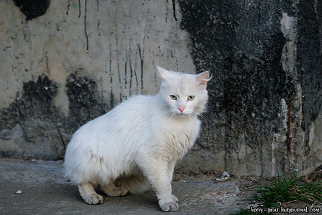 А это его бездомный брат. Вообще меня удивило, что в этом искусственно созданном городе есть бездомные кошки и собаки. Десногорск, Россия