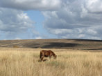 Карабетова гора: лошадка