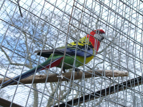 Птичий переполох: орнитопарк в Хосте Сочи, Россия