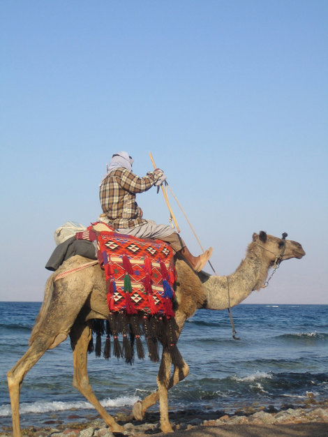 бедуинский внедорожник:)