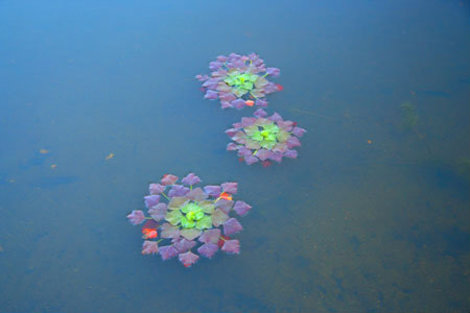 Цветущий чилим. Озеро Манжерок. Республика Алтай, Россия