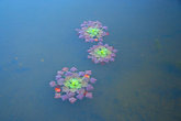 Цветущий чилим. Озеро Манжерок.