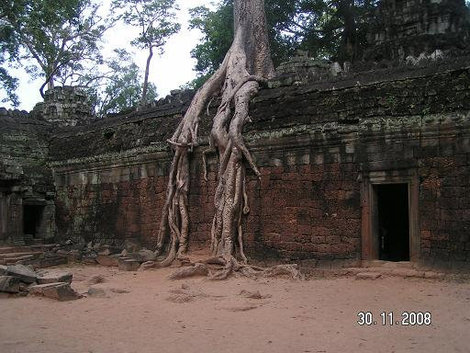 Щупальца Ангкор (столица государства кхмеров), Камбоджа