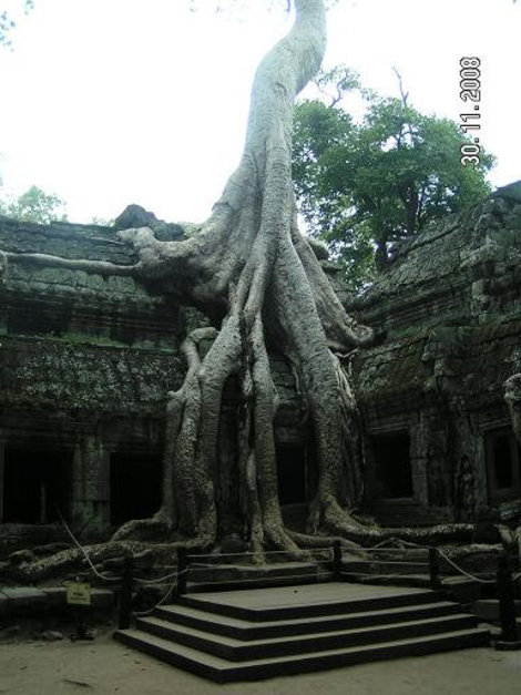 Странный симбиоз Ангкор (столица государства кхмеров), Камбоджа